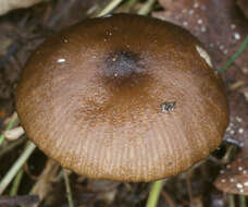 Слика од Entoloma papillatum (Bres.) Dennis 1953