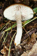 Слика од Entoloma papillatum (Bres.) Dennis 1953