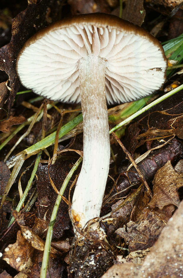 Imagem de Entoloma papillatum (Bres.) Dennis 1953