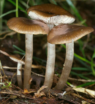 Imagem de Entoloma papillatum (Bres.) Dennis 1953