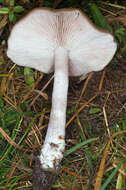 Image of Entoloma rhodopolium (Fr.) P. Kumm. 1871