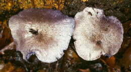 صورة Entoloma euchroum (Pers.) Donk 1949