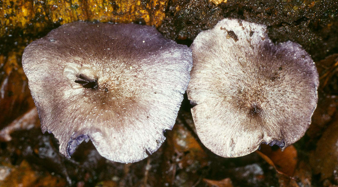 صورة Entoloma euchroum (Pers.) Donk 1949