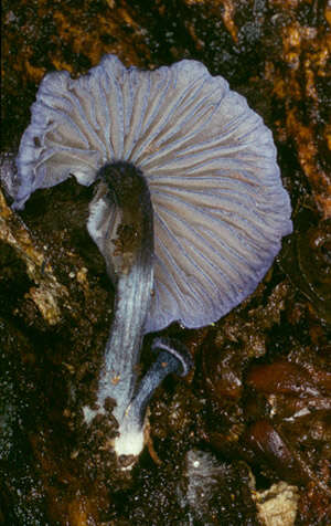 صورة Entoloma euchroum (Pers.) Donk 1949