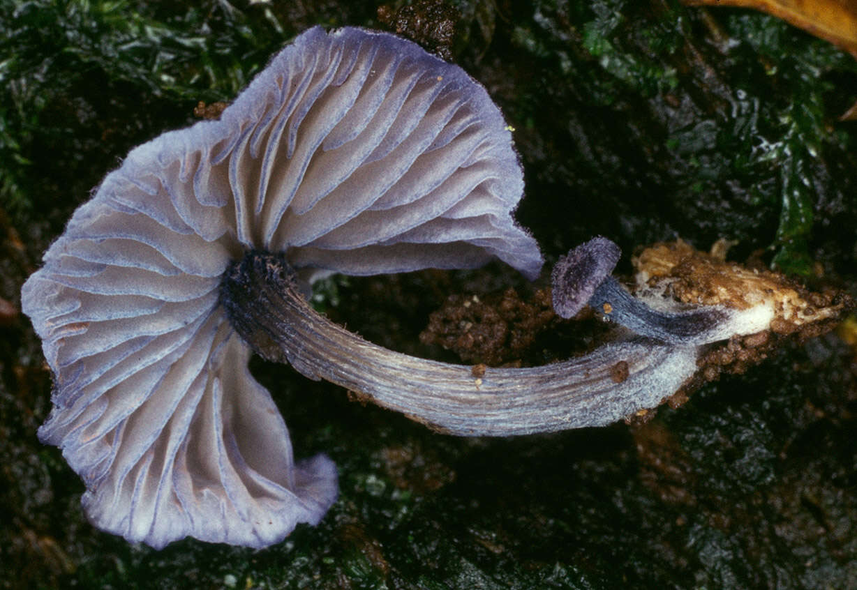 صورة Entoloma euchroum (Pers.) Donk 1949