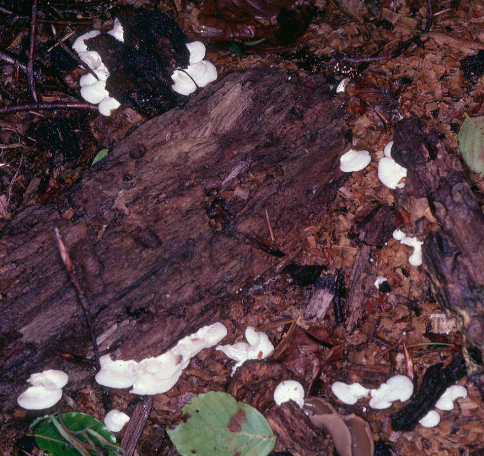 Image of Clitopilus hobsonii (Berk.) P. D. Orton 1960