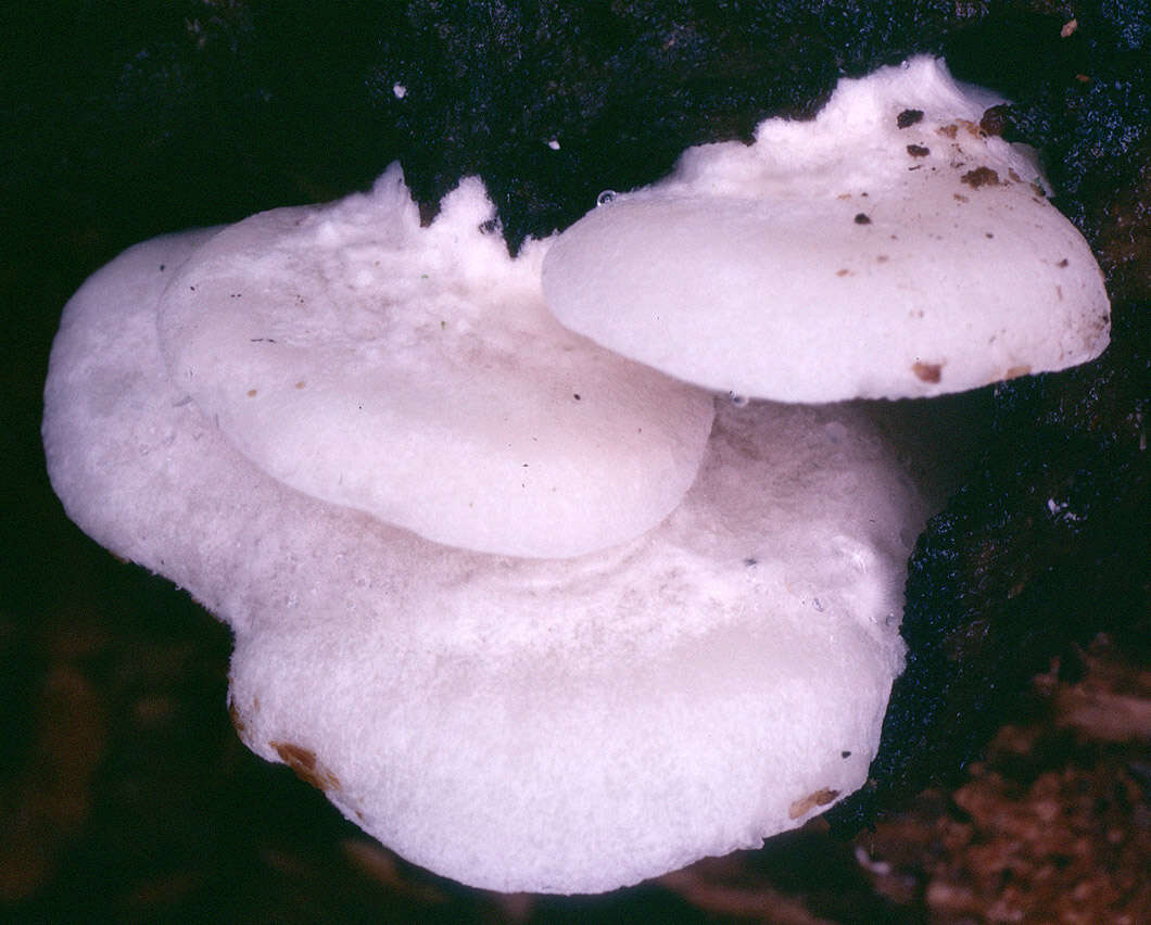 Image of Clitopilus hobsonii (Berk.) P. D. Orton 1960