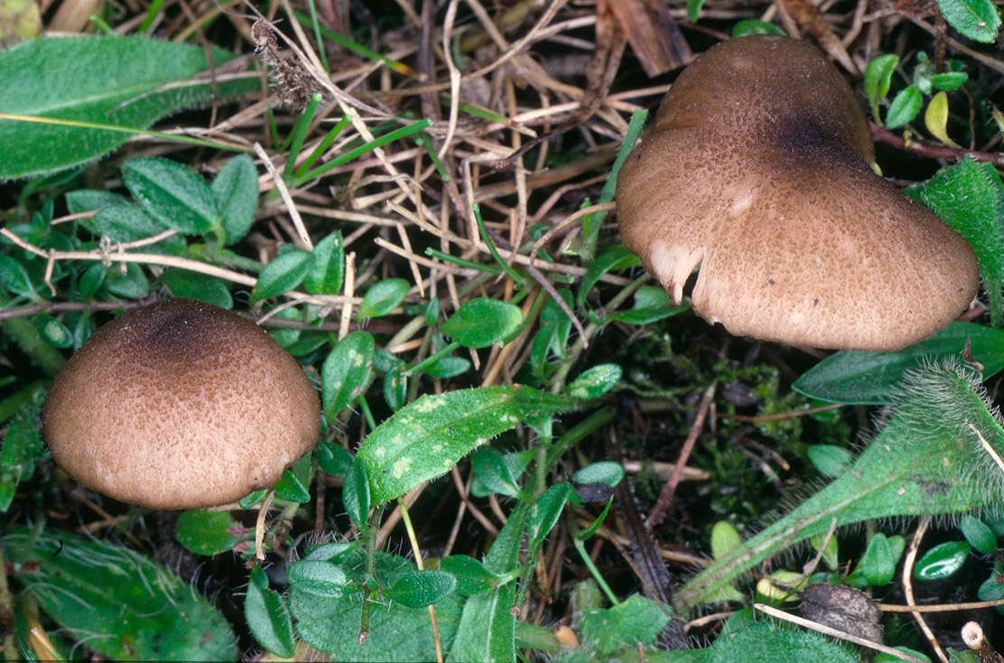 Image of Entoloma turci (Bres.) M. M. Moser 1978