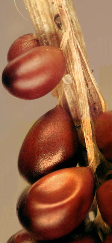 Image of Egg-shell Slime Mould