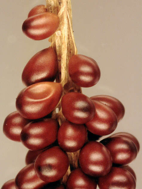 Image of Egg-shell Slime Mould