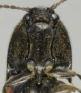 Image of Ampedus balteatus