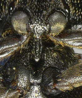 Image of Ampedus balteatus