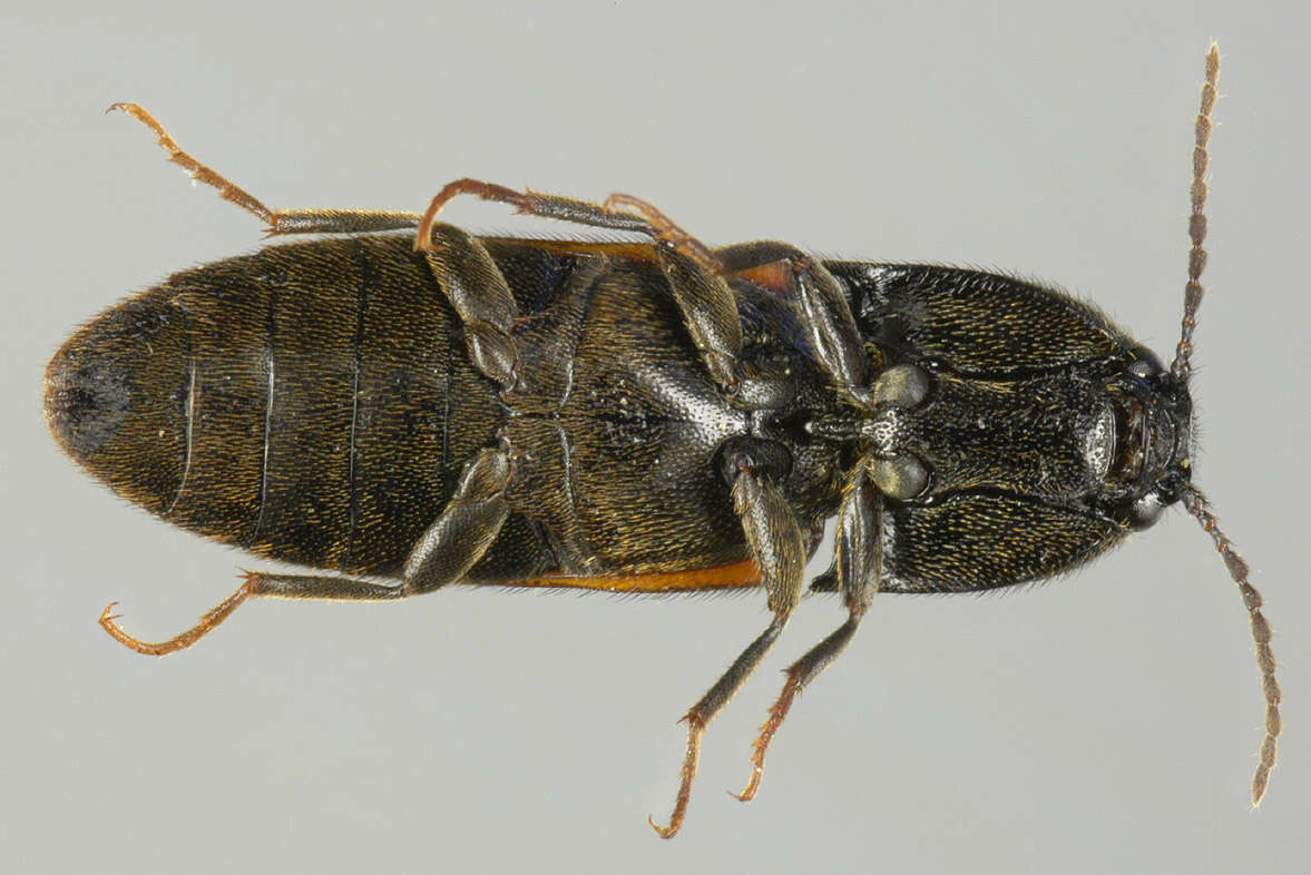 Image of Ampedus balteatus