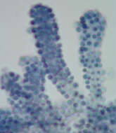 Image of Chromelosporium ochraceum Corda 1833