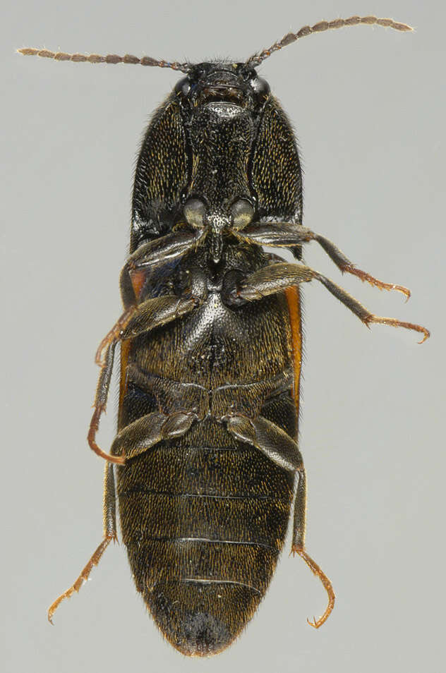 Image of Ampedus balteatus