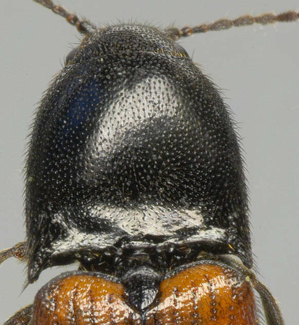 Image of Ampedus balteatus