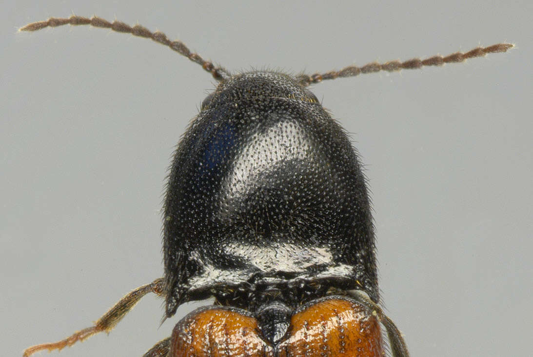 Image of Ampedus balteatus