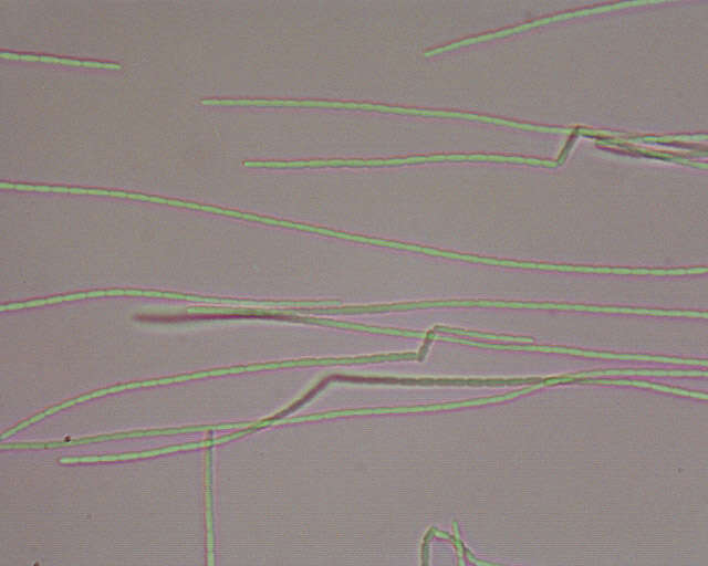 Image of Cordyceps militaris (L.) Fr. 1818