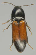 Image of Ampedus balteatus