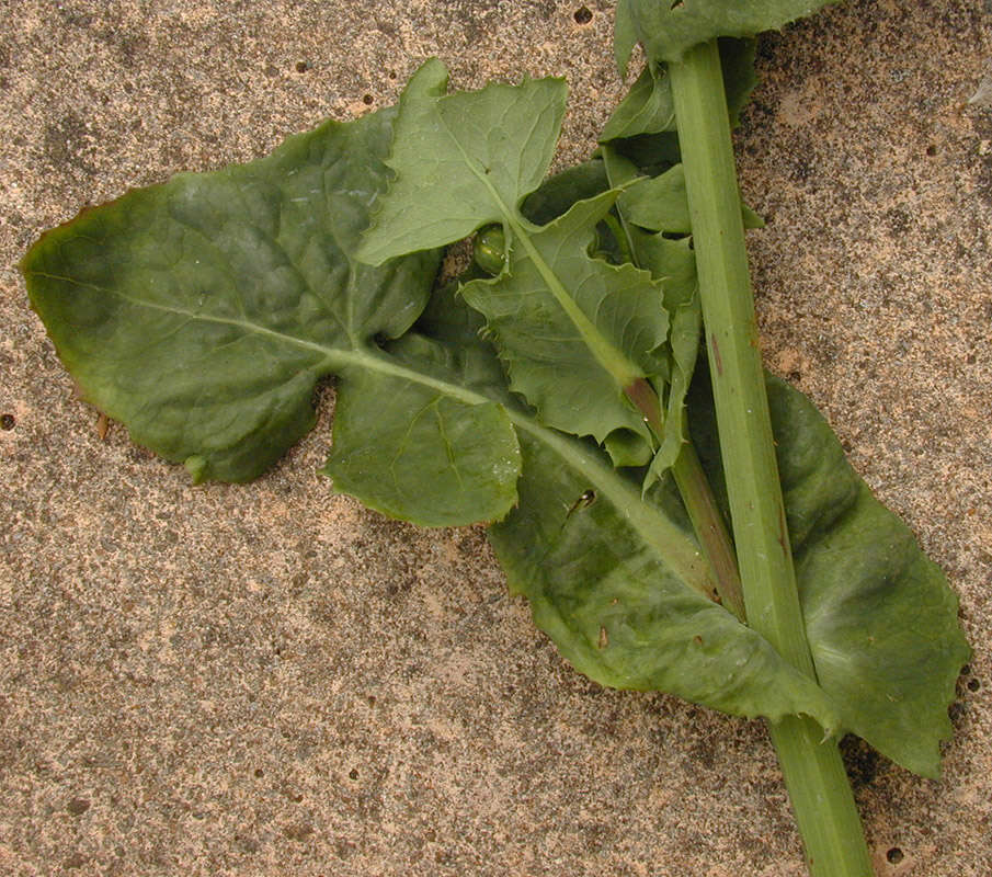 Image of common sowthistle