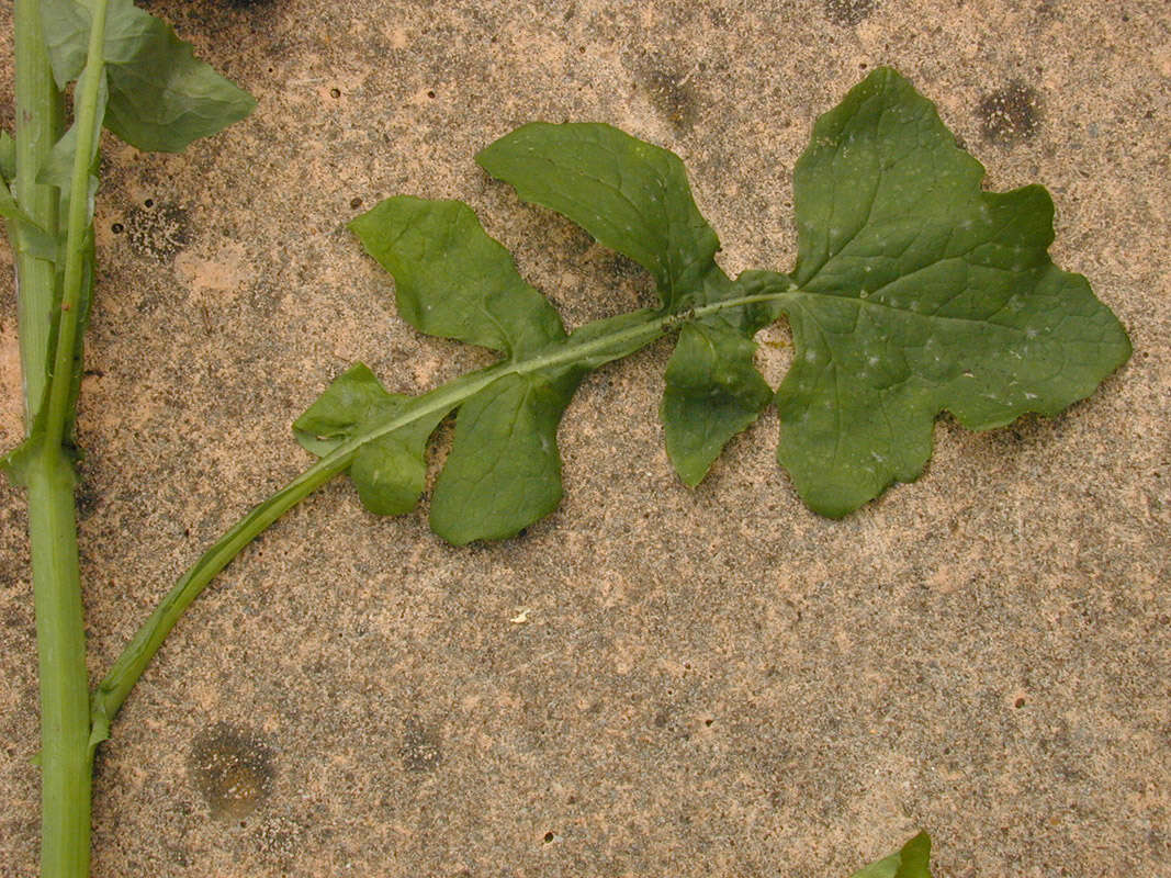 Image of common sowthistle