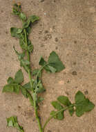 Image of common sowthistle