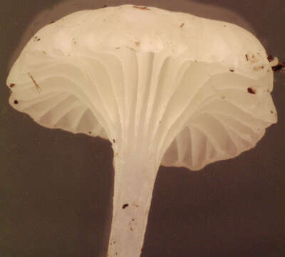 Image of Hemimycena candida (Bres.) Singer 1943