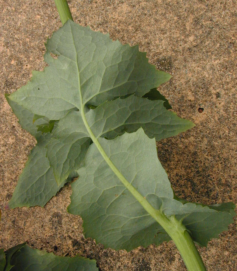 Image of common sowthistle