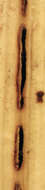 Image of nettle rust (fungus)