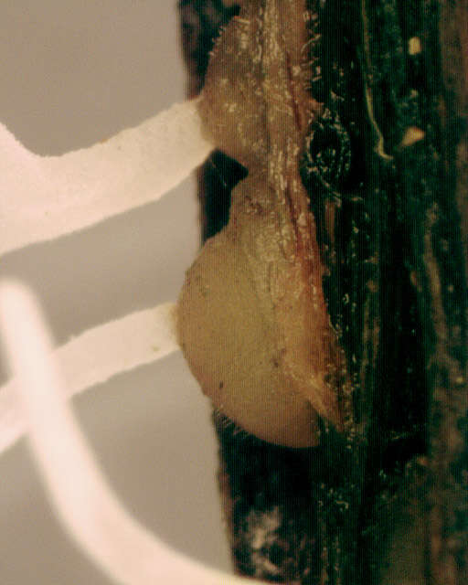 Image of Typhula crassipes Fuckel 1870