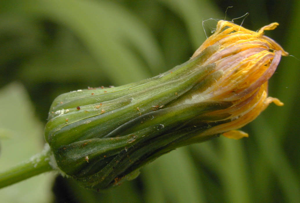 Image of common sowthistle