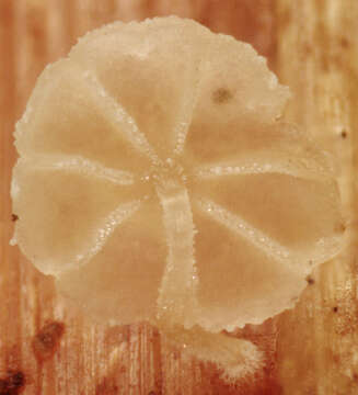 Image of Resinomycena saccharifera (Berk. & Broome) Redhead 1984