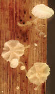 Image of Resinomycena saccharifera (Berk. & Broome) Redhead 1984