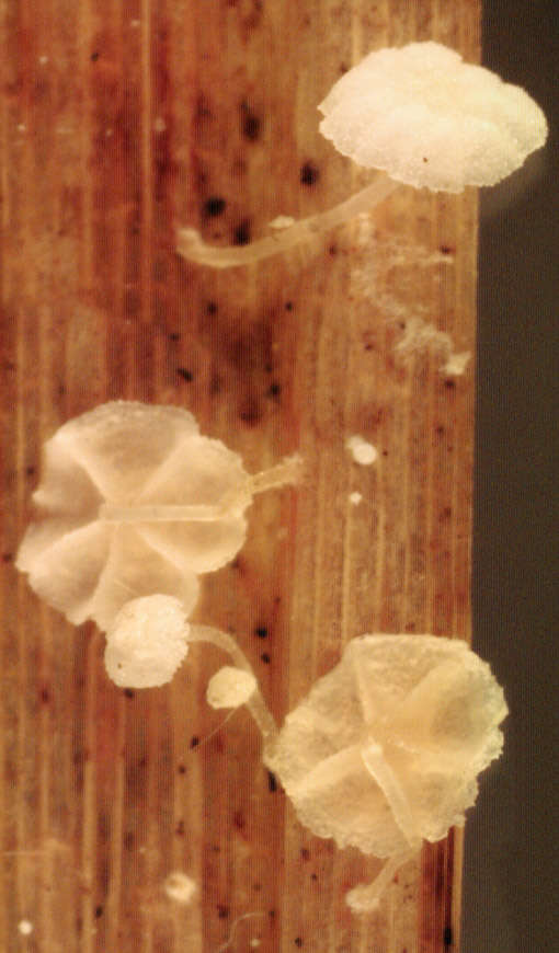 Image of Resinomycena saccharifera (Berk. & Broome) Redhead 1984