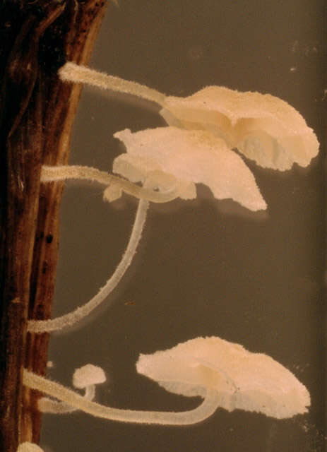 Image of Resinomycena saccharifera (Berk. & Broome) Redhead 1984