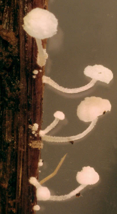 Image of Resinomycena saccharifera (Berk. & Broome) Redhead 1984