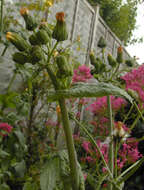 Image of common sowthistle