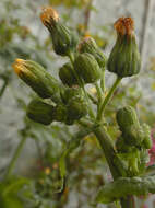 Image of common sowthistle