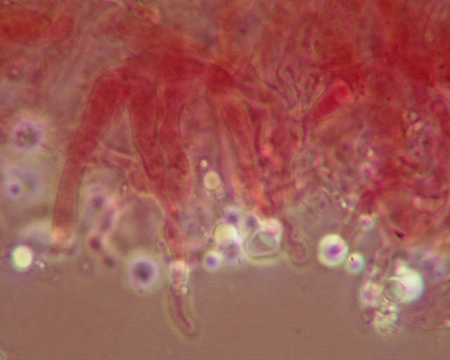 Image of Hemimycena candida (Bres.) Singer 1943