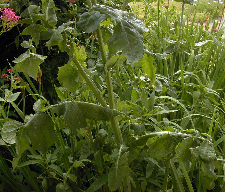 Image of common sowthistle