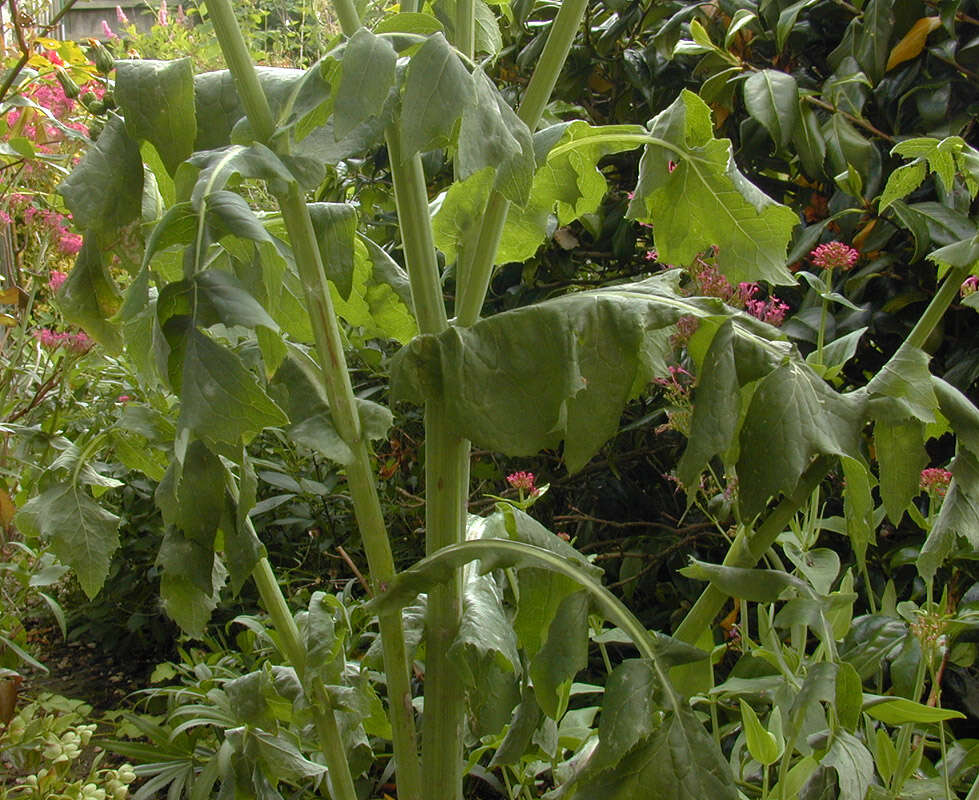 Image of common sowthistle