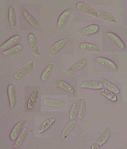 Image of Resinomycena saccharifera (Berk. & Broome) Redhead 1984