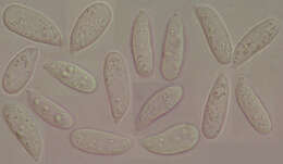 Image of Resinomycena saccharifera (Berk. & Broome) Redhead 1984