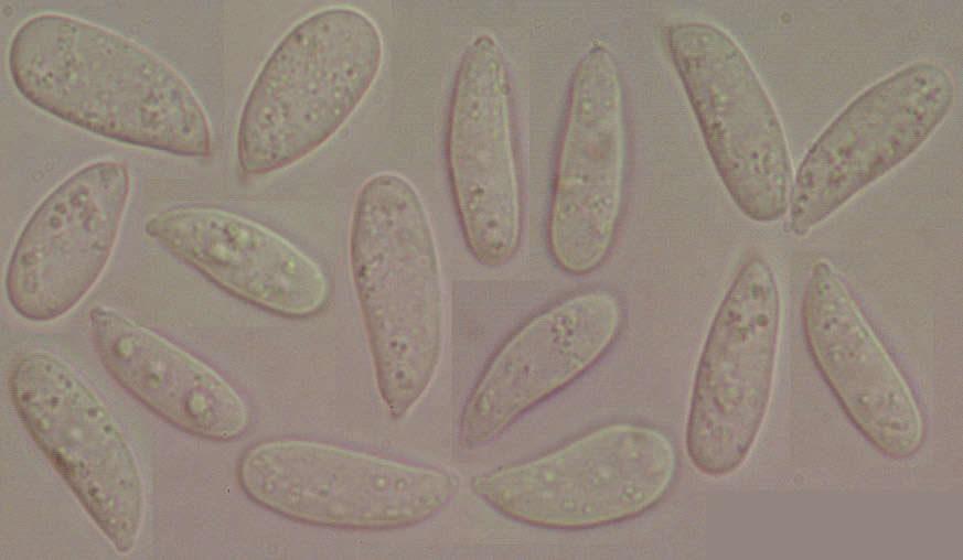 Image of Resinomycena saccharifera (Berk. & Broome) Redhead 1984