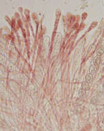 Image of Scutellinia superba (Velen.) Le Gal 1964