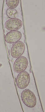 Scutellinia superba (Velen.) Le Gal 1964的圖片