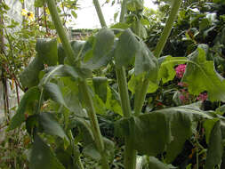 Image of common sowthistle