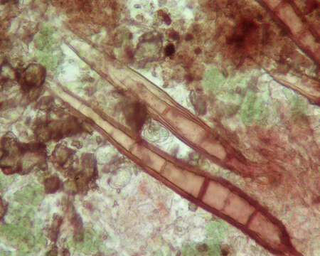 Image of Scutellinia superba (Velen.) Le Gal 1964