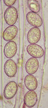 Image of Scutellinia superba (Velen.) Le Gal 1964