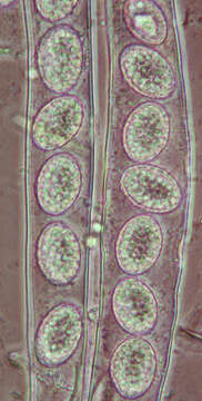 Image of Scutellinia superba (Velen.) Le Gal 1964